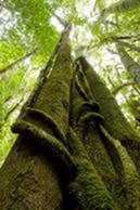 Bosque nativo de Monte Aliwen con olivillos abrazados por enredaderas