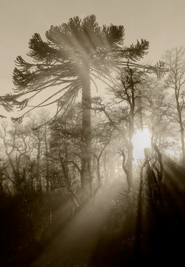 Interior del libro Pewen con fotografías de araucarias