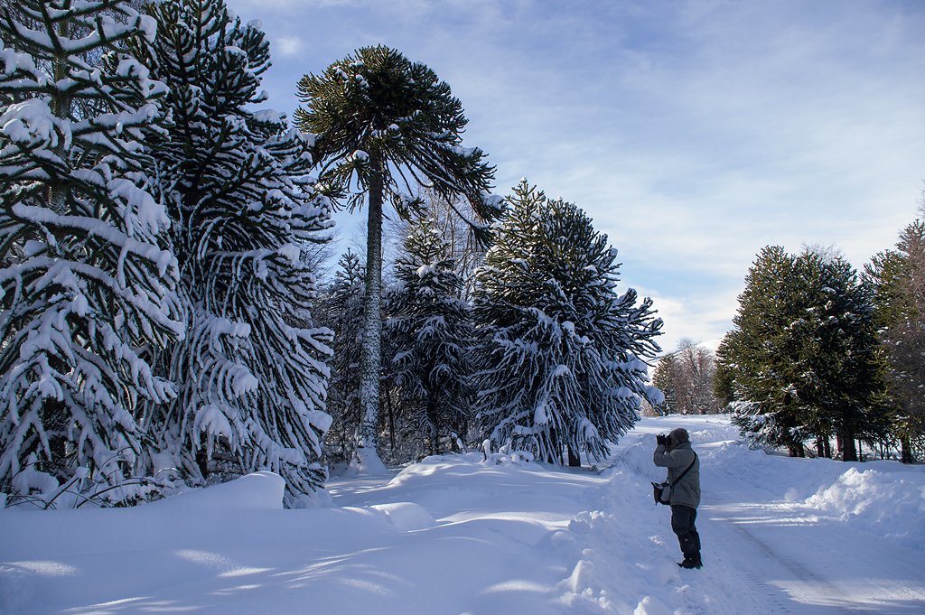 Bosque de araucarias cubierto de nieve en La Araucanía